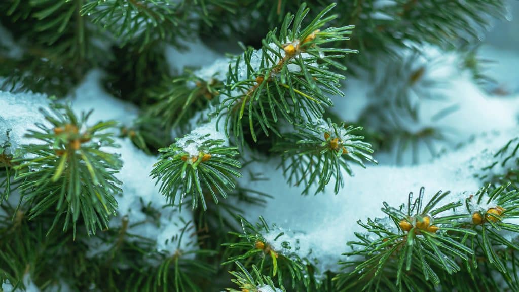 How To Cultivate Peace And Joy This Christmas