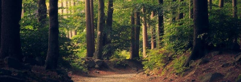 What Is Wellness?