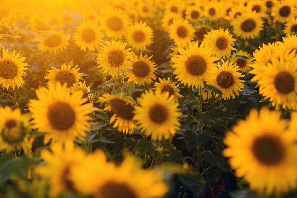 Wisdom in The Bible: Wisdom Is A Person