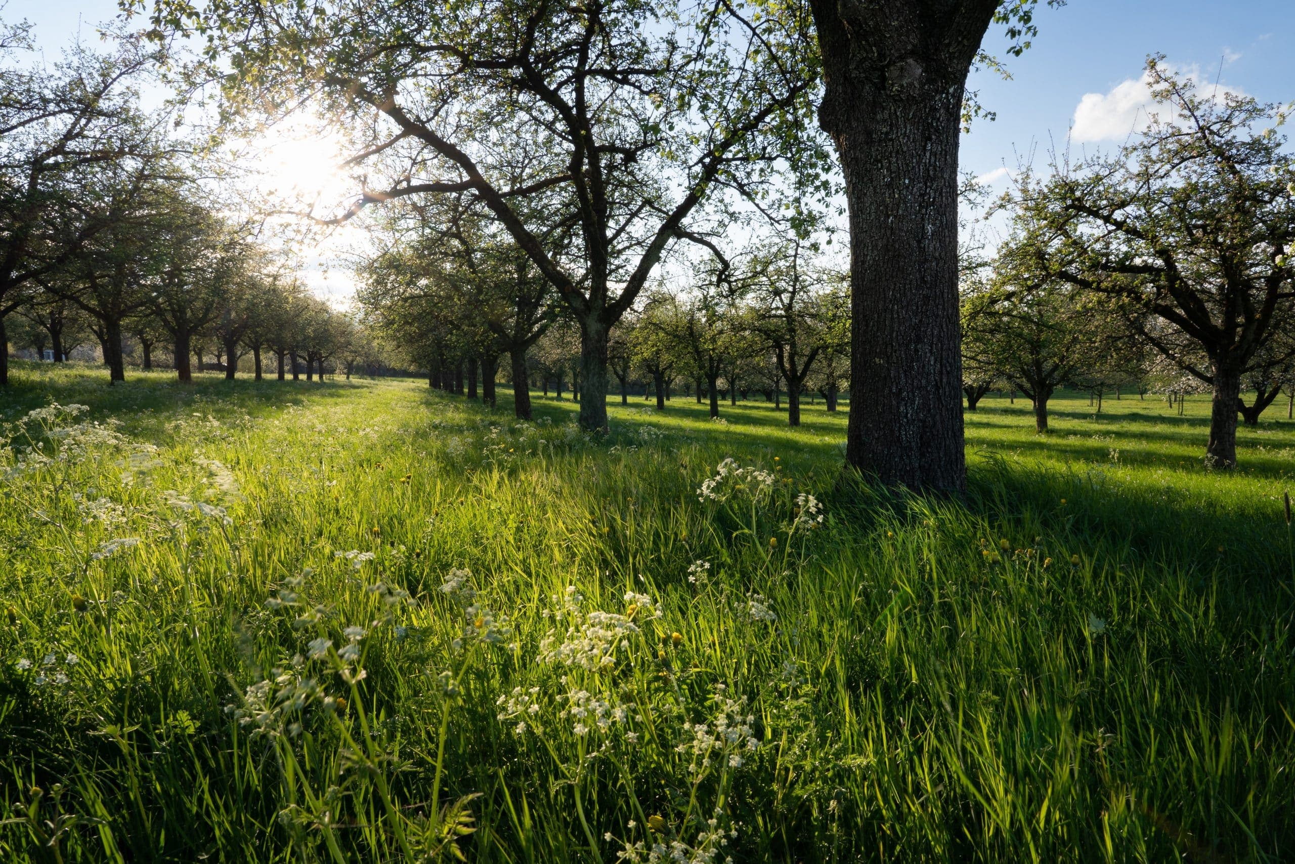 The Importance Of Prayer In Daily Devotionals